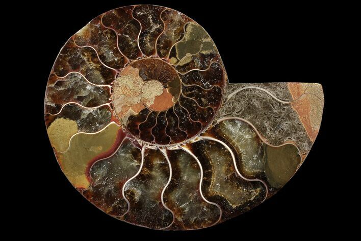 Agatized Ammonite Fossil (Half) - Madagascar #85211